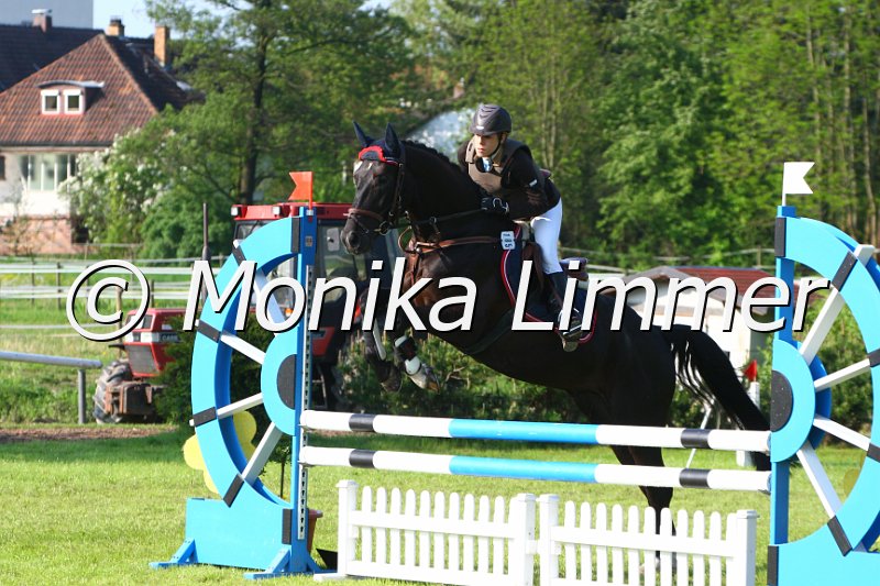 005M3816_Lennox_Springpferde A.JPG